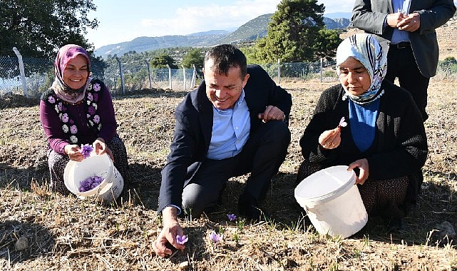 Yenisehir De Safran Uretimi Ucuncu Yilinda 2191.jpg